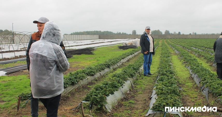 Обмен опытом и зеленые технологии как на Полесье ягоду выращивают