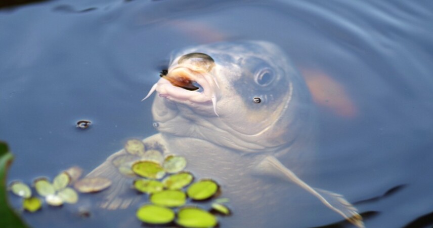 Пинский район: посмотрите на осеннее зарыбление на озере Кривичи