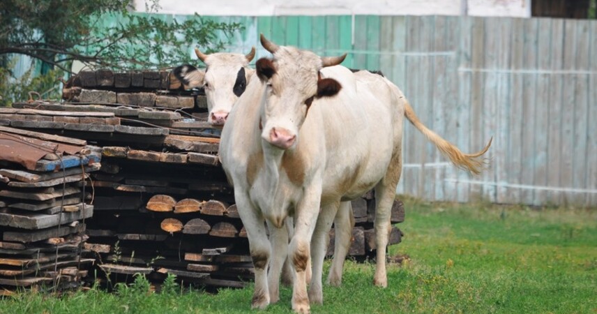 Безработные получат финансовый бонус за переезд в сельскую местность