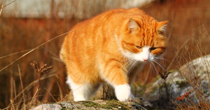 Синоптики рассказали об аномалиях минувшей зимы в Беларуси