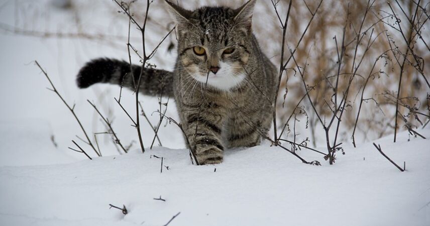 Синоптики предупреждают о сильном снеге 15 марта в Беларуси: объявлен оранжевый уровень опасности