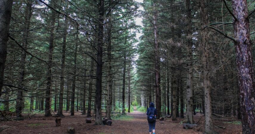 В Пинском районе с 14 апреля действуют ограничения на посещение лесов