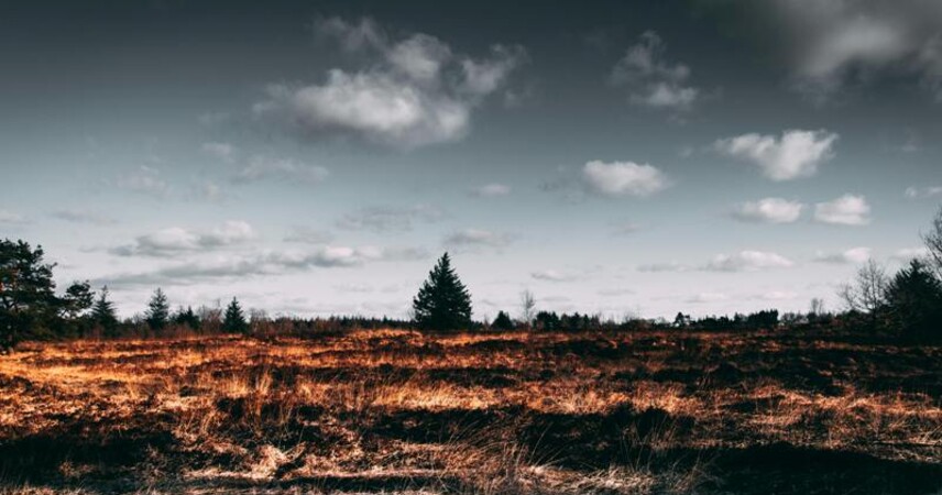 Запреты на посещение лесов действуют в 18 районах Беларуси