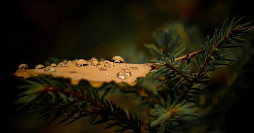 Теплая зима стала причиной раннего пробуждения клещей