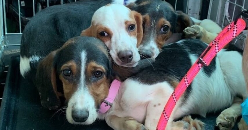 В Пинске волонтеры спасли собак из заброшенного питомника