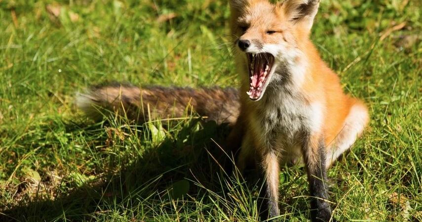 Второй случай бешенства зафиксирован в Пинском районе: введён карантин