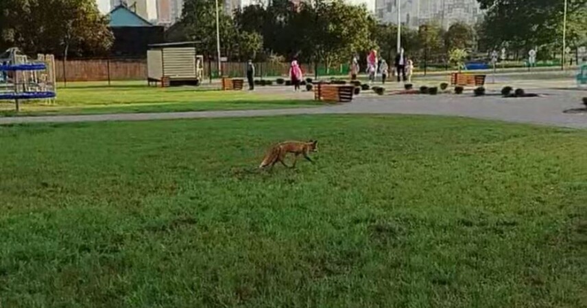 Как правильно действовать при встрече с лисой в населенном пункте, рассказали в Минприроды