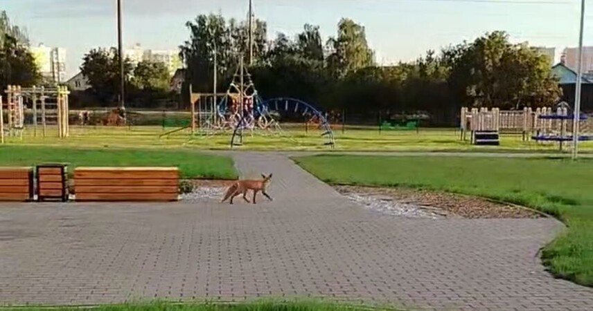 Лиса на территории школы-сада в Пинске: жители в «Жемчужном» обеспокоены безопасностью детей