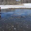 Посмотрите, как работники МЧС спасают пернатых из ледяного плена