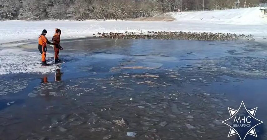 Посмотрите, как работники МЧС спасают пернатых из ледяного плена