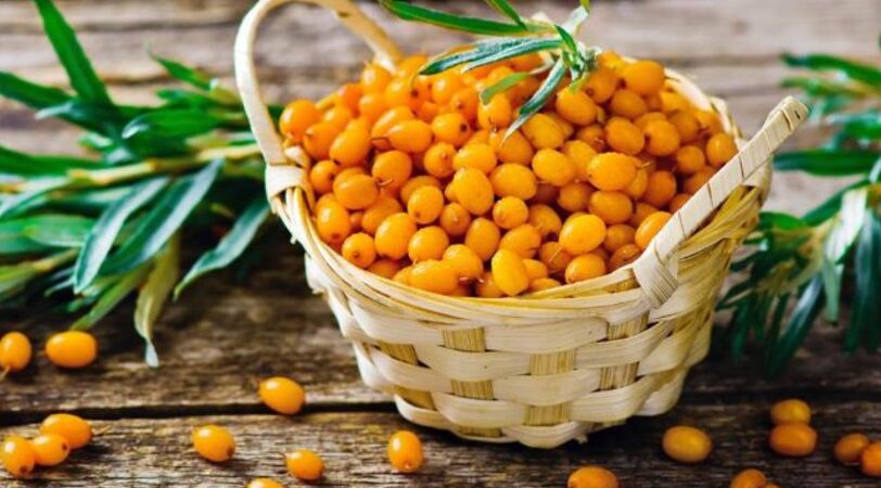 Как правильно использовать свечи с облепихой от геморроя