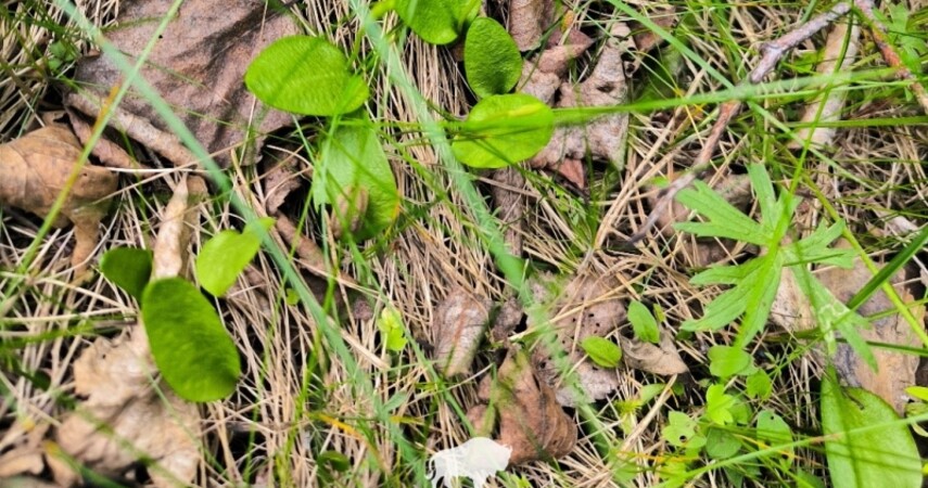 В Беловежской пуще обнаружена новая популяция редкого папоротника