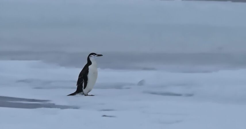 Зима настолько суровая, что белорусам мерещатся пингвины: «полярную» птицу заметили в Гомеле