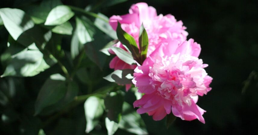 До +26°С, дожди, грозы: какую ждать погоду в первые дни лета в Беларуси