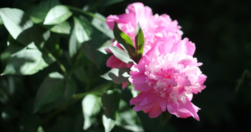 До +26°С, дожди, грозы: какую ждать погоду в первые дни лета в Беларуси