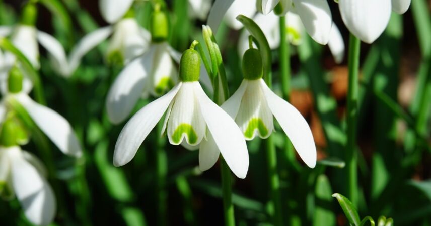 Не собирать и не покупать первоцветы призывают экологи