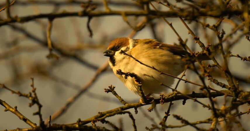 Январь 2025 года стал самым теплым за всю историю метеонаблюдений в Беларуси