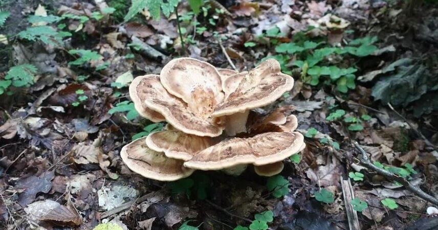 В Беловежской пуще обнаружен редкий гриб: мерипилус гигантский