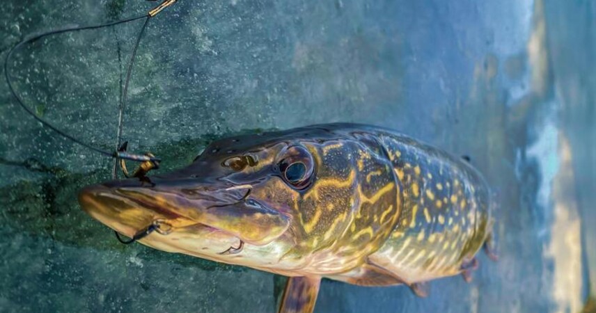 В Брестской области с 1 марта запрещено ловить щуку