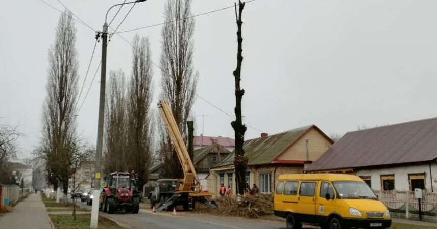 В Пинске на улице Карла Маркса убирают аварийные деревья