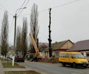 В Пинске на улице Карла Маркса убирают аварийные деревья