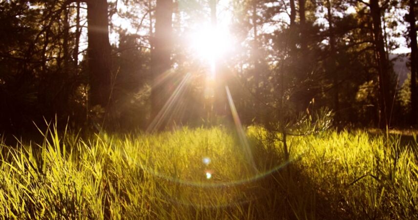 В Пинском районе действует ограничение на посещение лесов