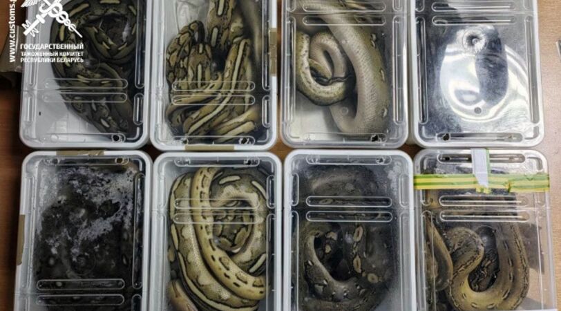 На Брестской таможне изъяли 15 нелегально ввозимых питонов