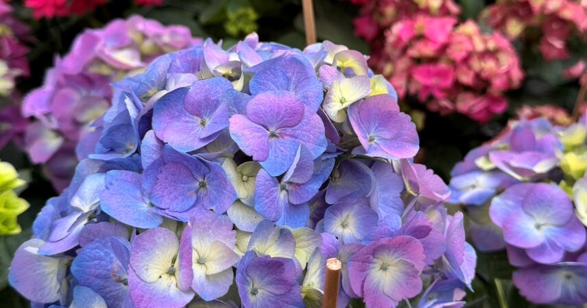 Как выбрать и пересадить гортензию в грунт: полный гайд от КФХ «Огород Фермера»