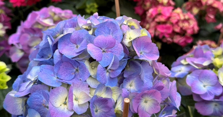 Как выбрать и пересадить гортензию в грунт: полный гайд от КФХ «Огород Фермера»