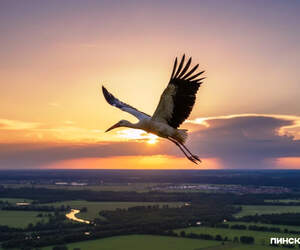 Белый аист летит на родину: орнитологи зафиксировали начало весенней миграции птиц из Африки