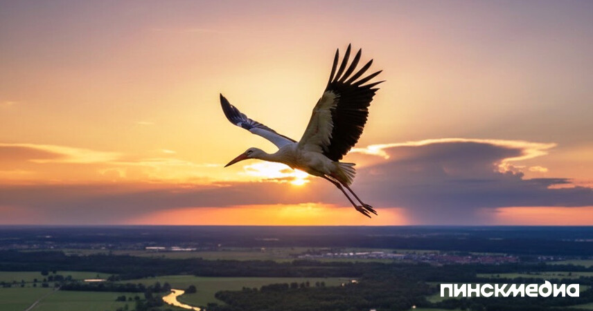 Белый аист летит на родину: орнитологи зафиксировали начало весенней миграции птиц из Африки