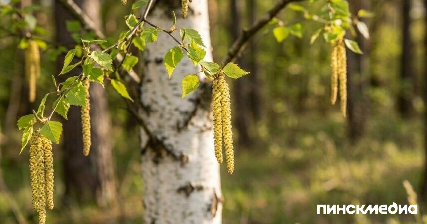 От насморка до астмы: в Беларуси зафиксирована стадия максимальной активности пыльцы