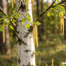 От насморка до астмы: в Беларуси зафиксирована стадия максимальной активности пыльцы