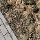 Жители Пинска жалуются на битое стекло на тротуарах в Жемчужном