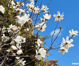 Март-2026 в Беларуси стал рекордно теплым и аномально сухим за всю историю наблюдений