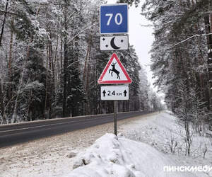В Беларуси отмечен существенный рост ДТП с дикими животными в 2025 году: где и когда они чаще происходят?