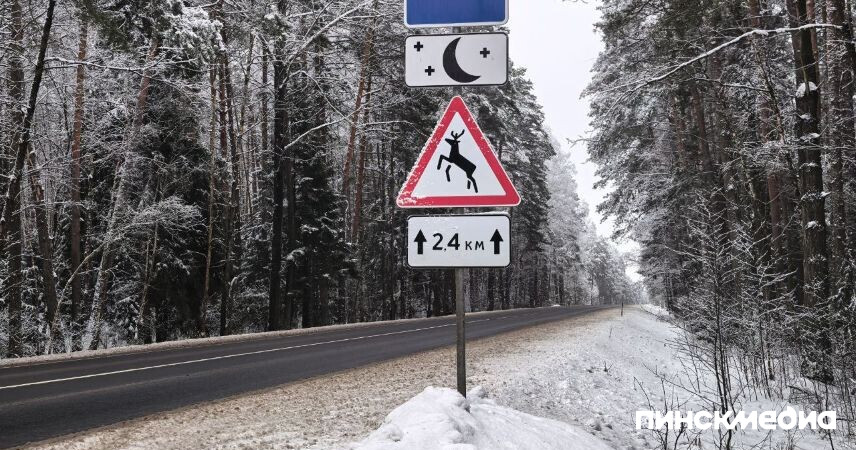 В Беларуси отмечен существенный рост ДТП с дикими животными в 2025 году: где и когда они чаще происходят?