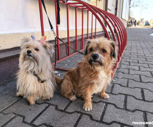 ЖРЭУ Пинска сообщает о начале мероприятий по отлову собак и кошек