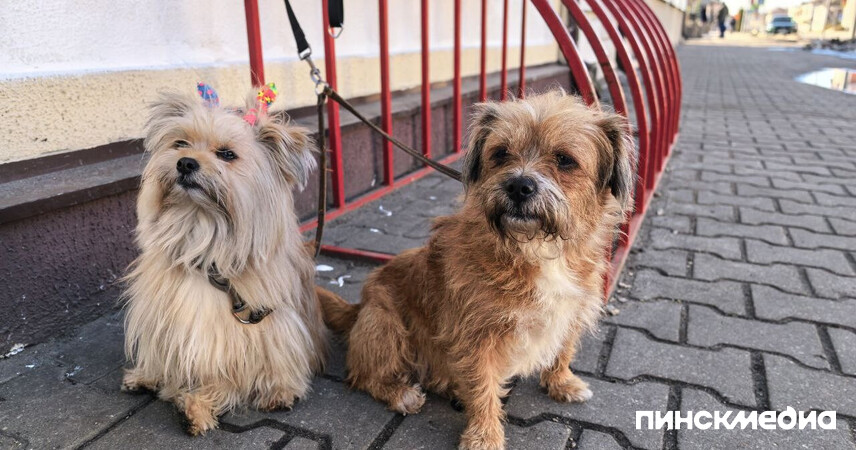 Налог на собак в 2026-м: сколько придется платить и как легализовать питомца в Пинске