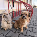 Налог на собак в 2026-м: сколько придется платить и как легализовать питомца в Пинске