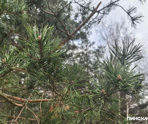 По всей территории Беларуси действует ограничение на посещение лесов