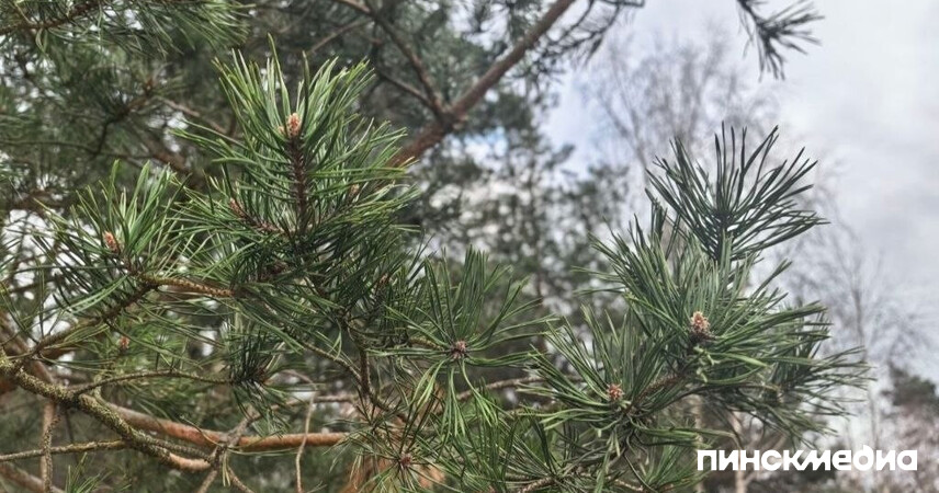 По всей территории Беларуси действует ограничение на посещение лесов