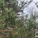 По всей территории Беларуси действует ограничение на посещение лесов