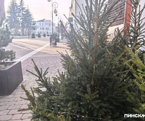 В Беларуси за незаконную вырубку ели предусмотрен штраф до 12 тысяч рублей