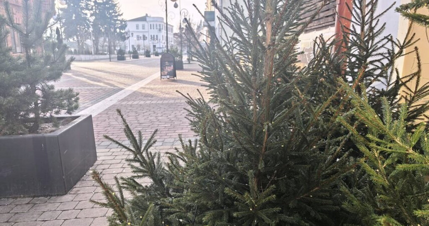 В Беларуси за незаконную вырубку ели предусмотрен штраф до 12 тысяч рублей