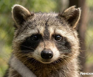 Из Америки с любовью: в парке под Барановичами еноты Есения и Максим съехались в один вольер