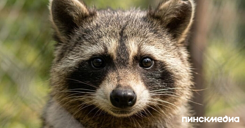 Из Америки с любовью: в парке под Барановичами еноты Есения и Максим съехались в один вольер