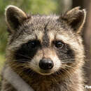 Из Америки с любовью: в парке под Барановичами еноты Есения и Максим съехались в один вольер