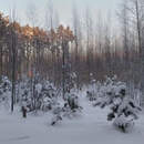 Почему февраль — самый короткий месяц в году?