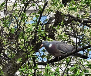 Оранжевый уровень: сильный ветер ожидается 26 апреля в Беларуси